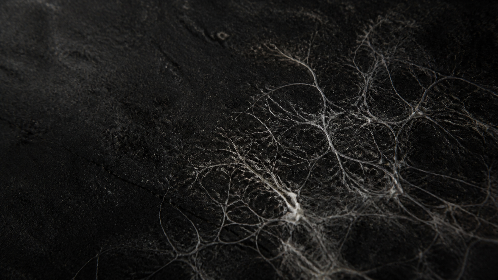 A microscopic mycelium network connecting across a dark surface